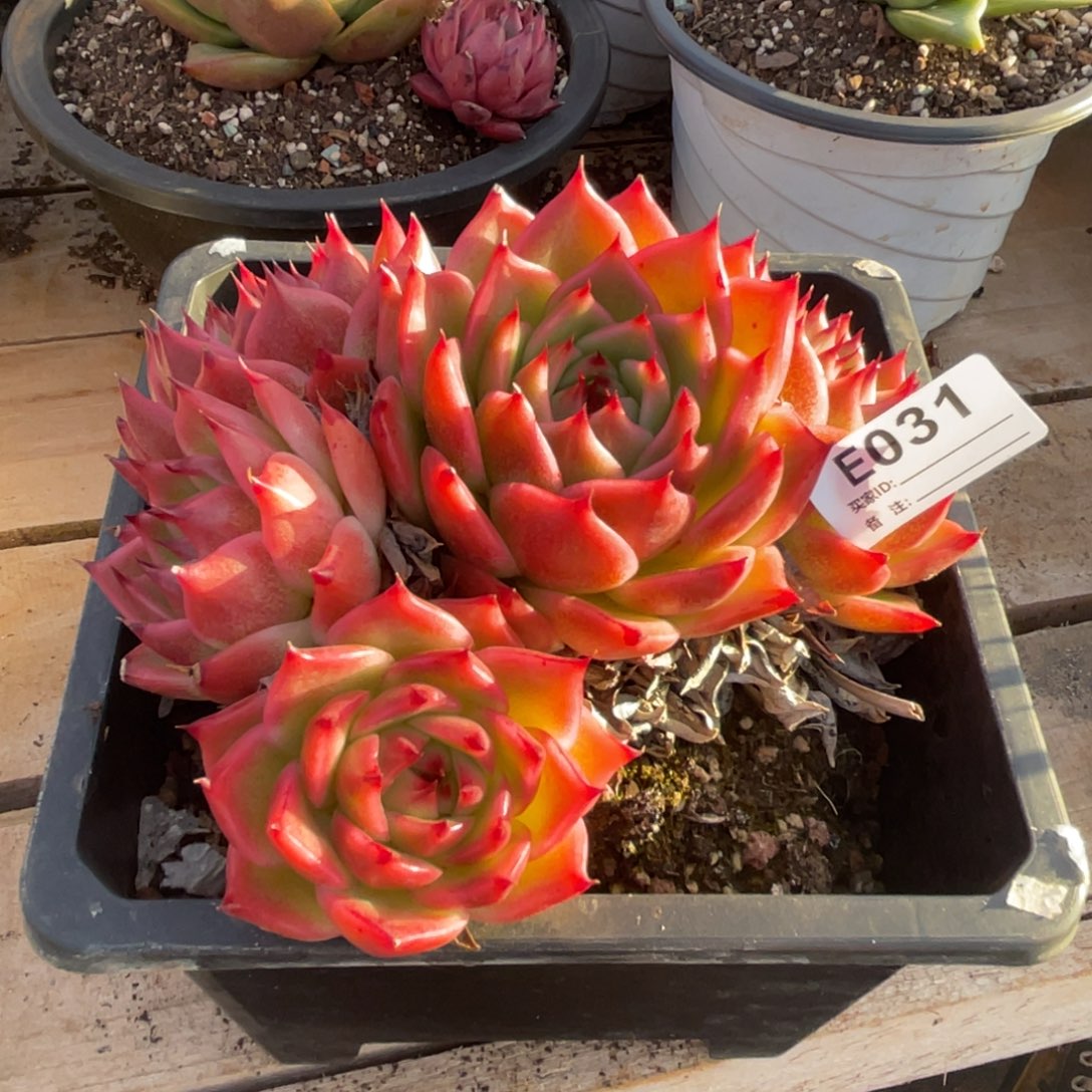 无花朵若如东云组拍E031