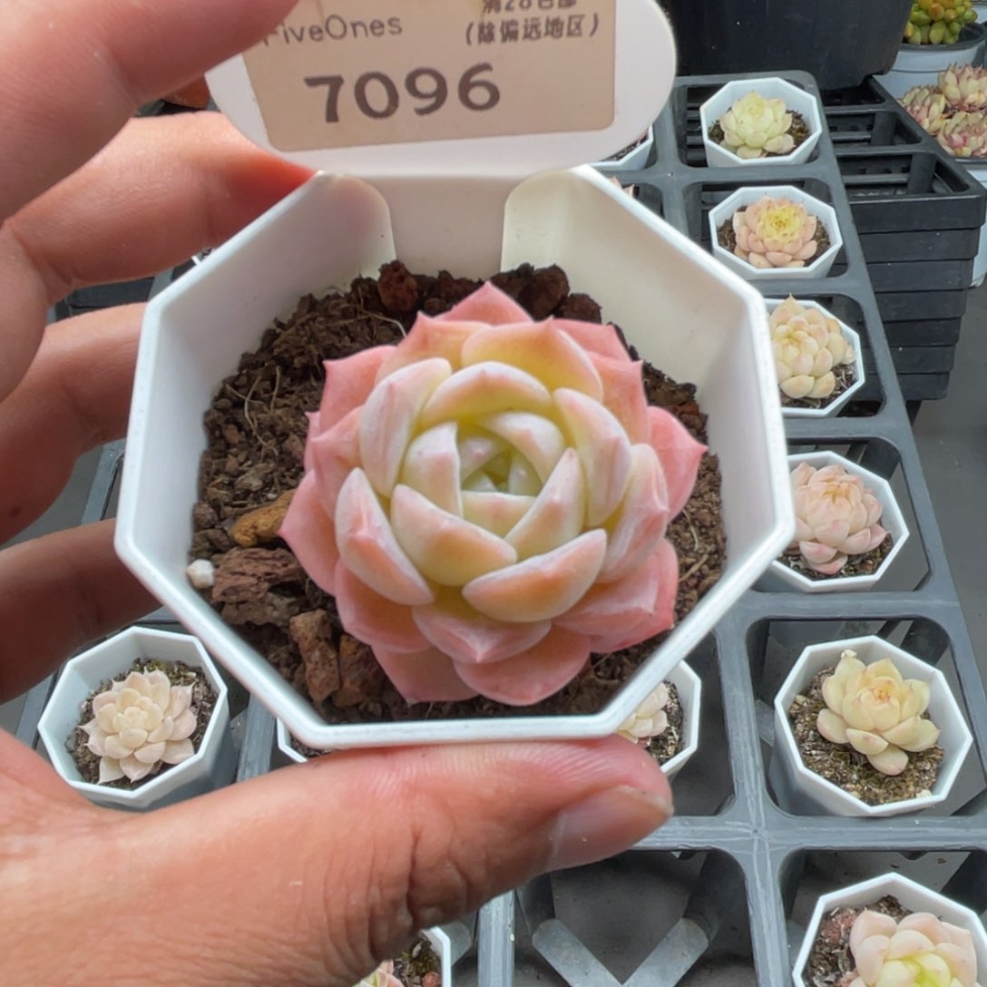 7096冰贵妃4.0厘米