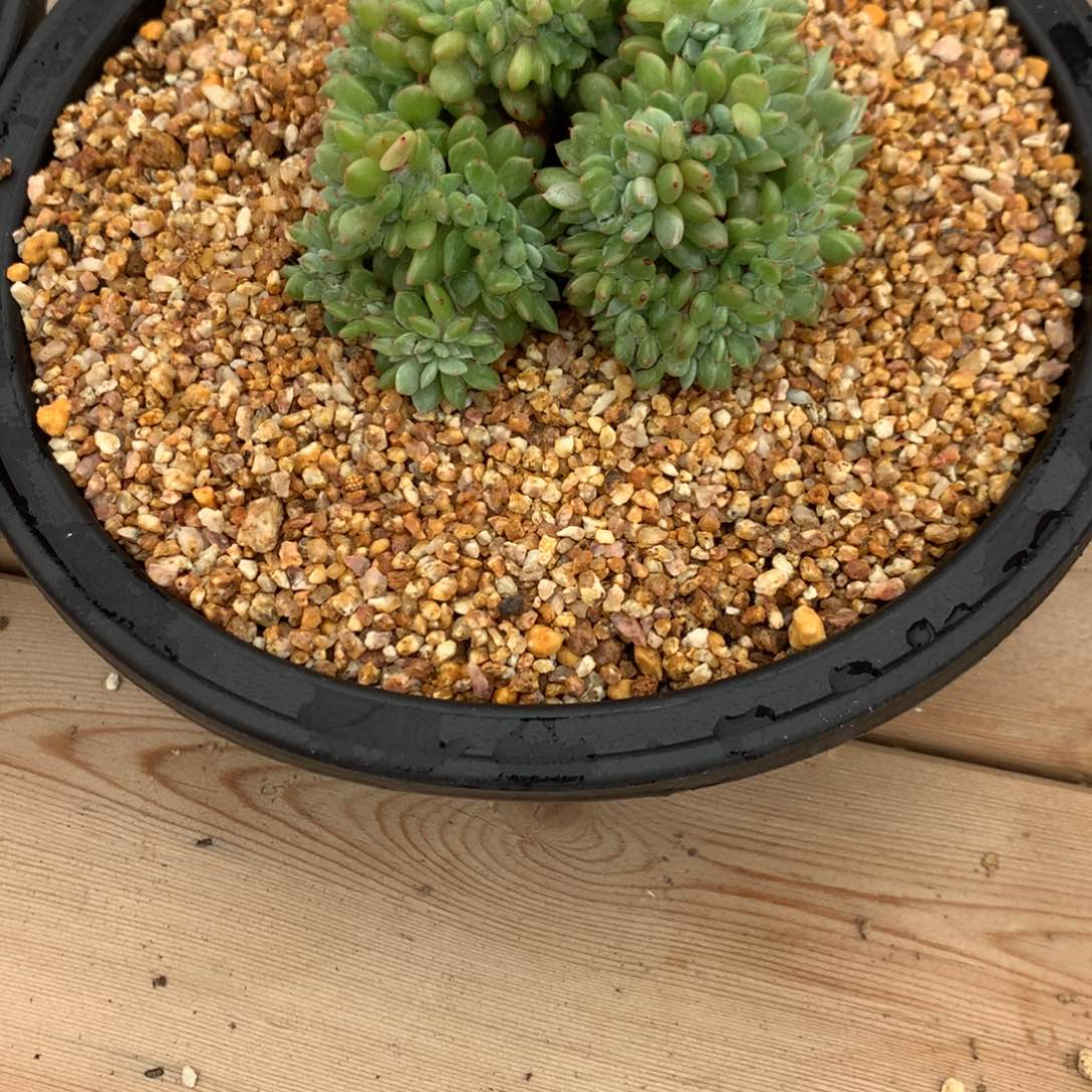 你****动饼饼橙子缀化寄养多肉