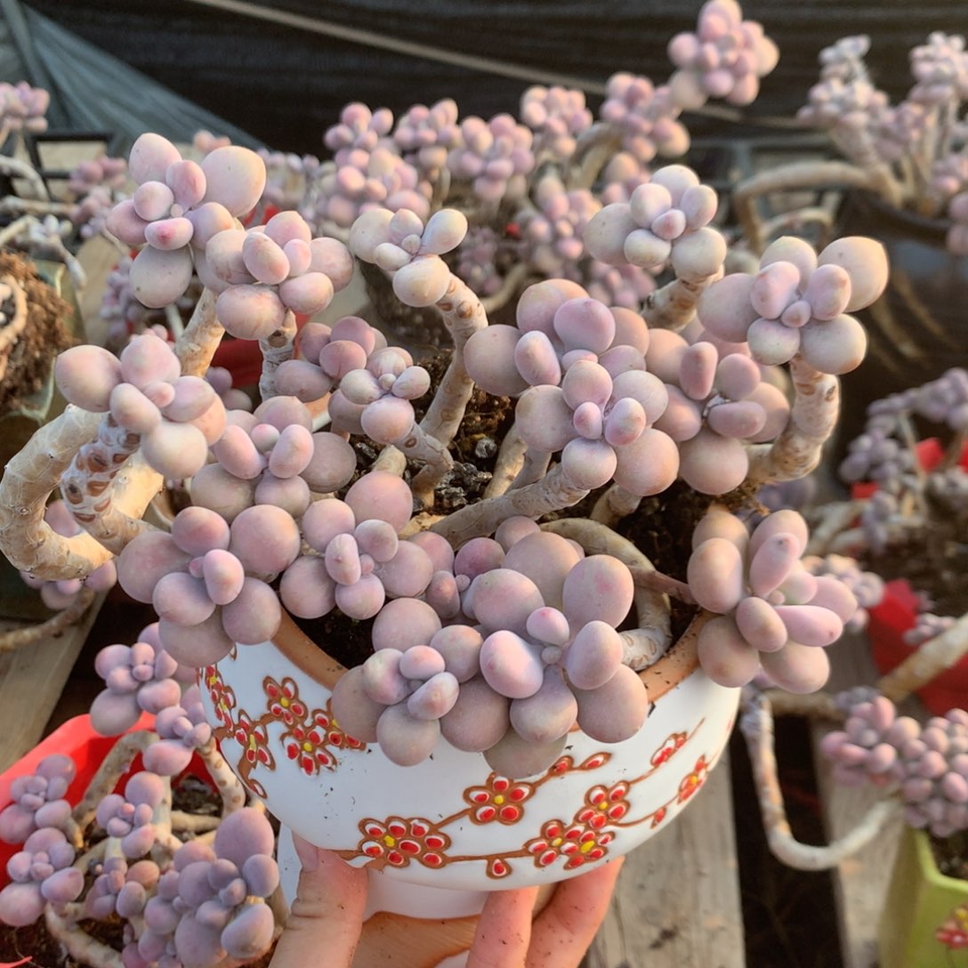 桃蛋老桩不带盆13号