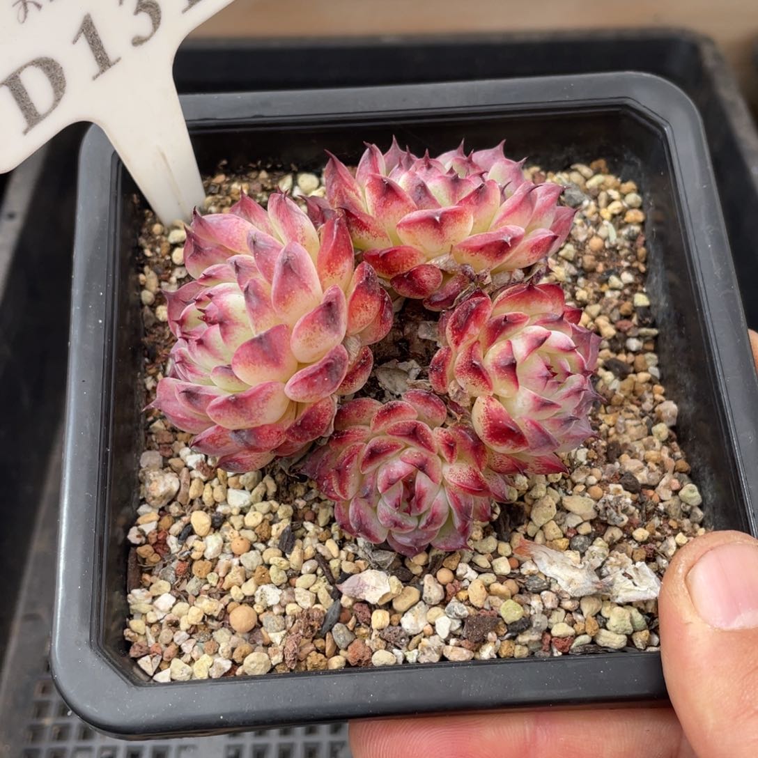 131马赛尔不带盆7厘米