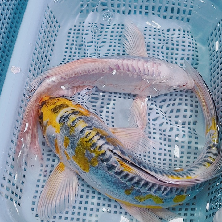 锦鲤锦鲤冷水观赏鱼