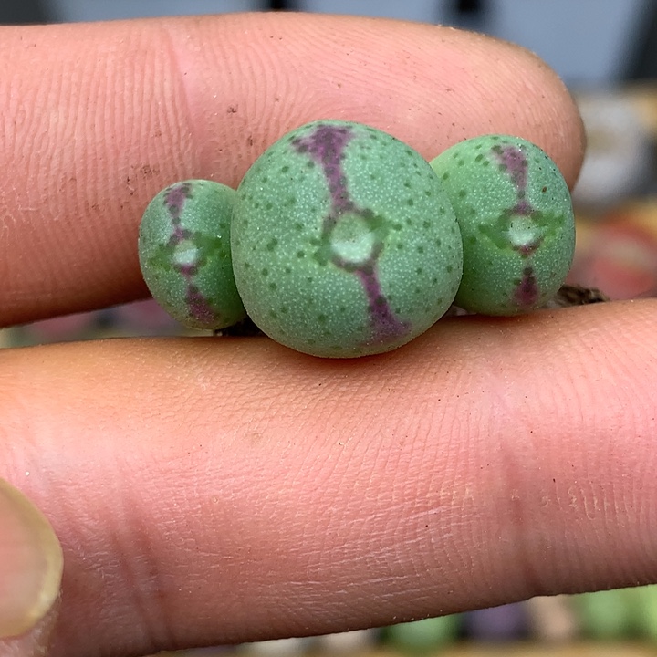 精品多肉植物杂交系列