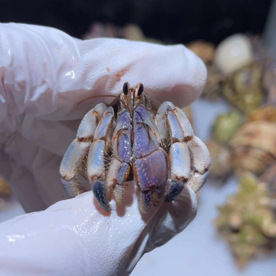 R8-1.8口蓝白粉钳