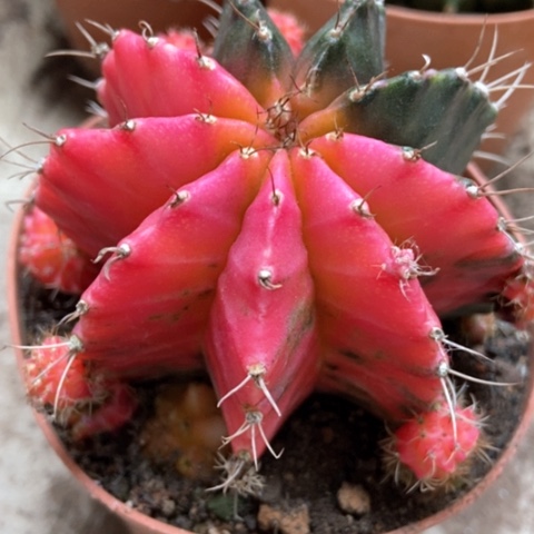 牡丹锦仙人球25米仙人球