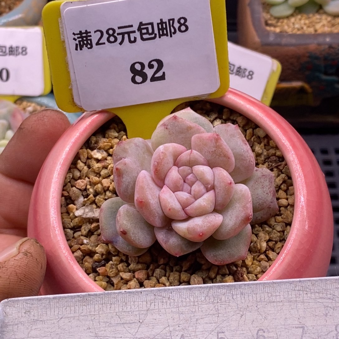 882冰心石化拉丝满锦多肉