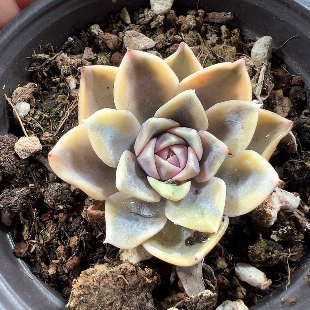 汉堡锦 凑包邮哦 小方花圃一物一拍