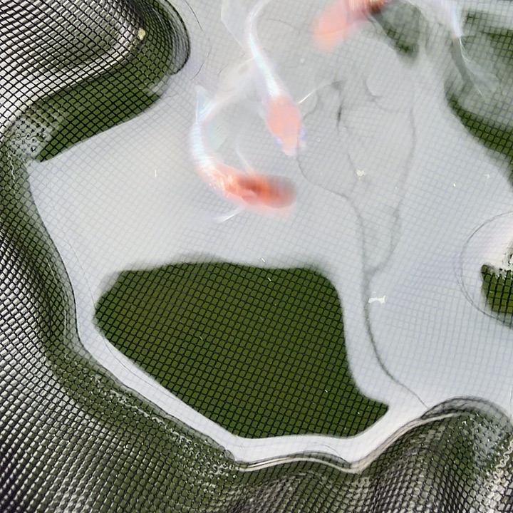 青鳉鱼编号 7 天照真长鳍 3 条