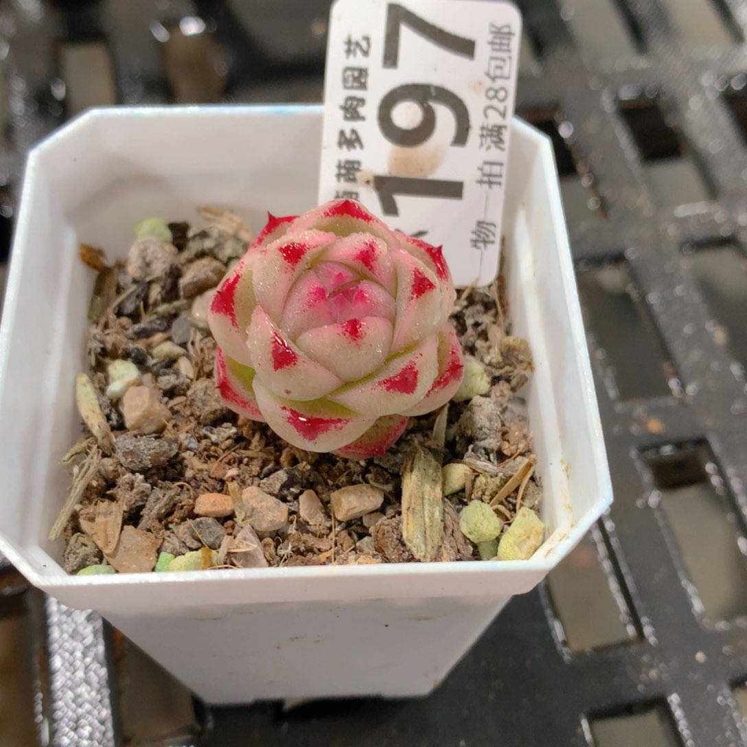 肉萌萌拇指盆精控多肉ZK197