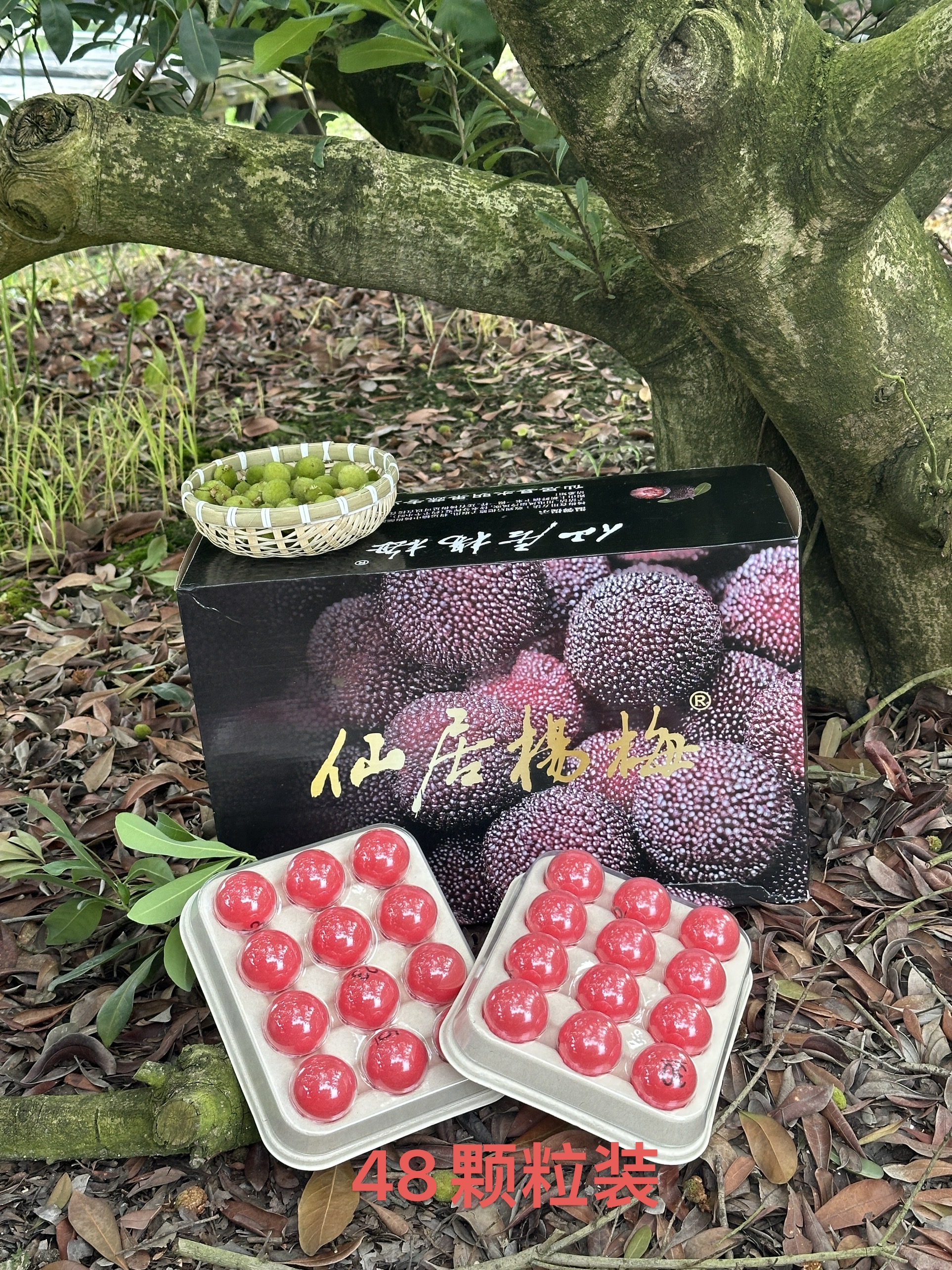 正宗仙居东魁杨梅特/特/级果46颗装顺丰包邮基地现摘先发孕妇水果
