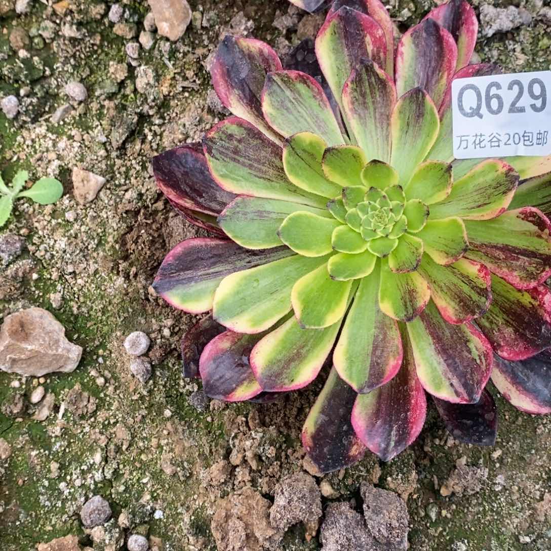 629莫兰迪多肉植物