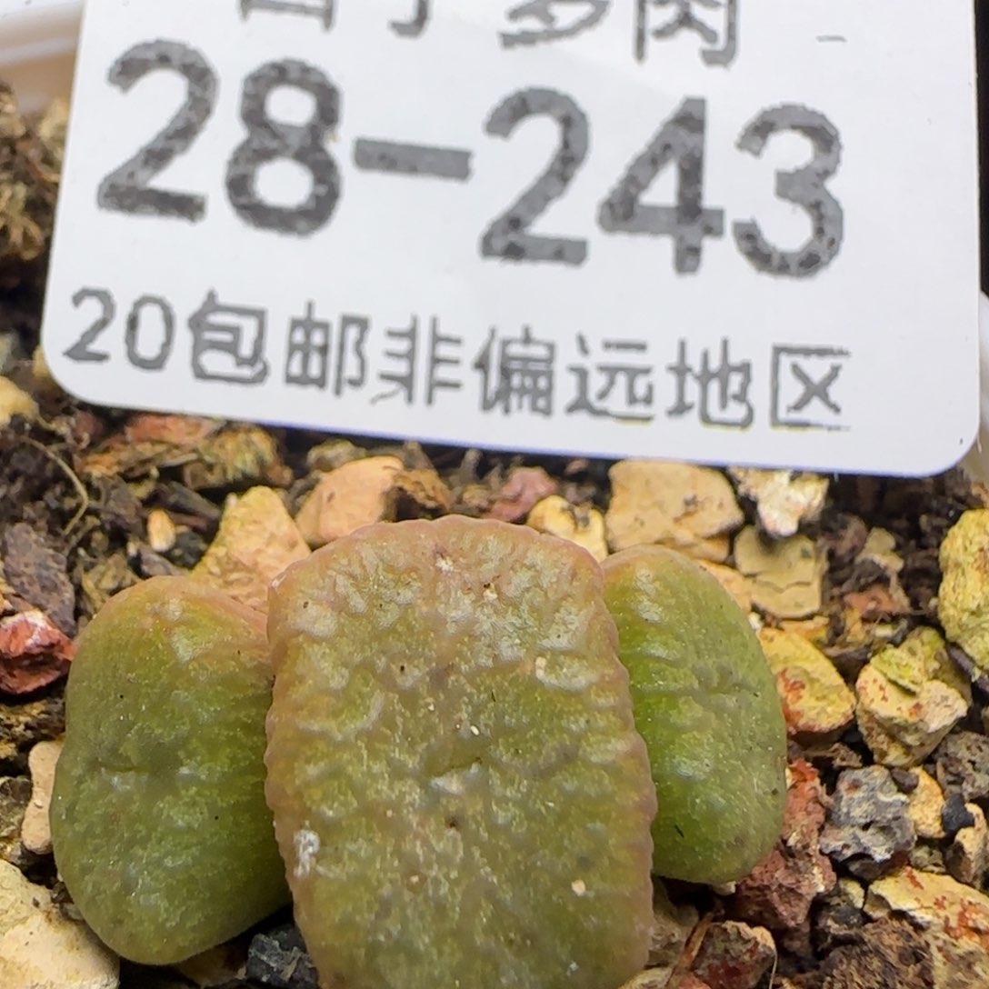 流水铜壶带盆土发货。   