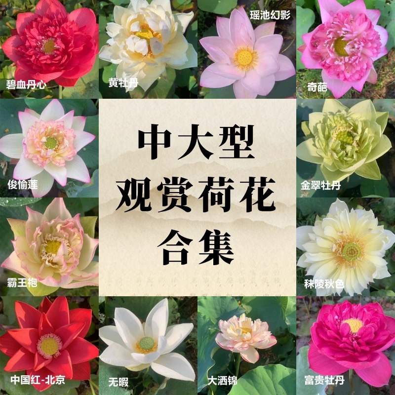 中大型观赏荷花碗莲【赏荷园】水生卉庭院水池楼顶盆栽莲花公园池塘