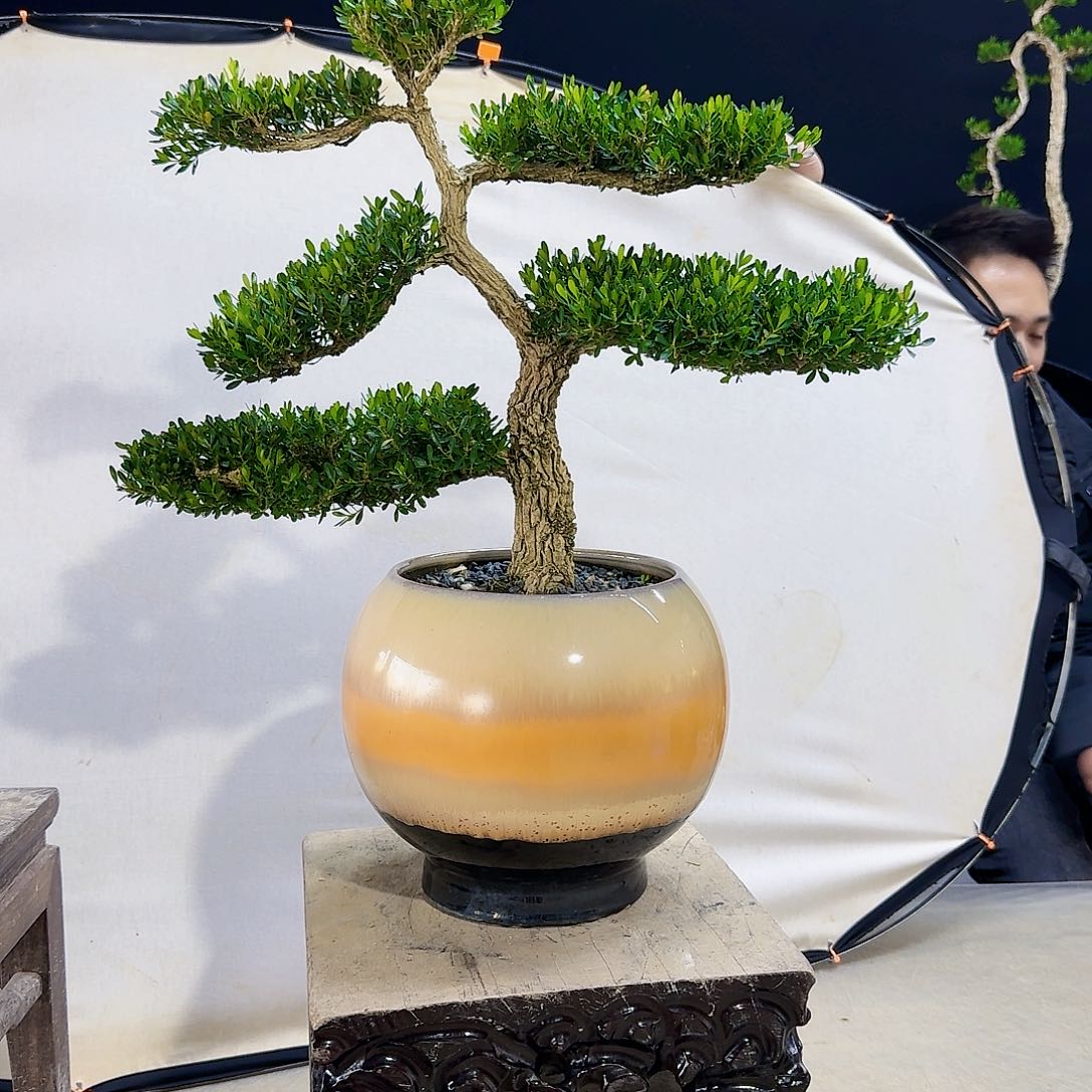 高端皱皮黄杨盆景