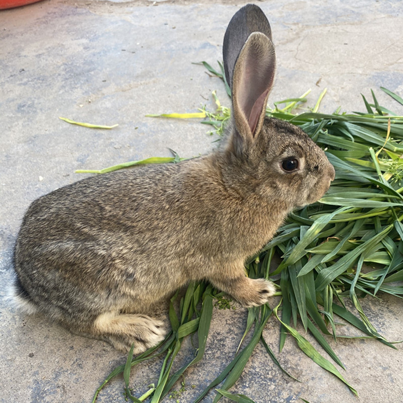 兔活物大型肉兔一对起包邮大成年兔种兔可食用家养比利时幼兔活体