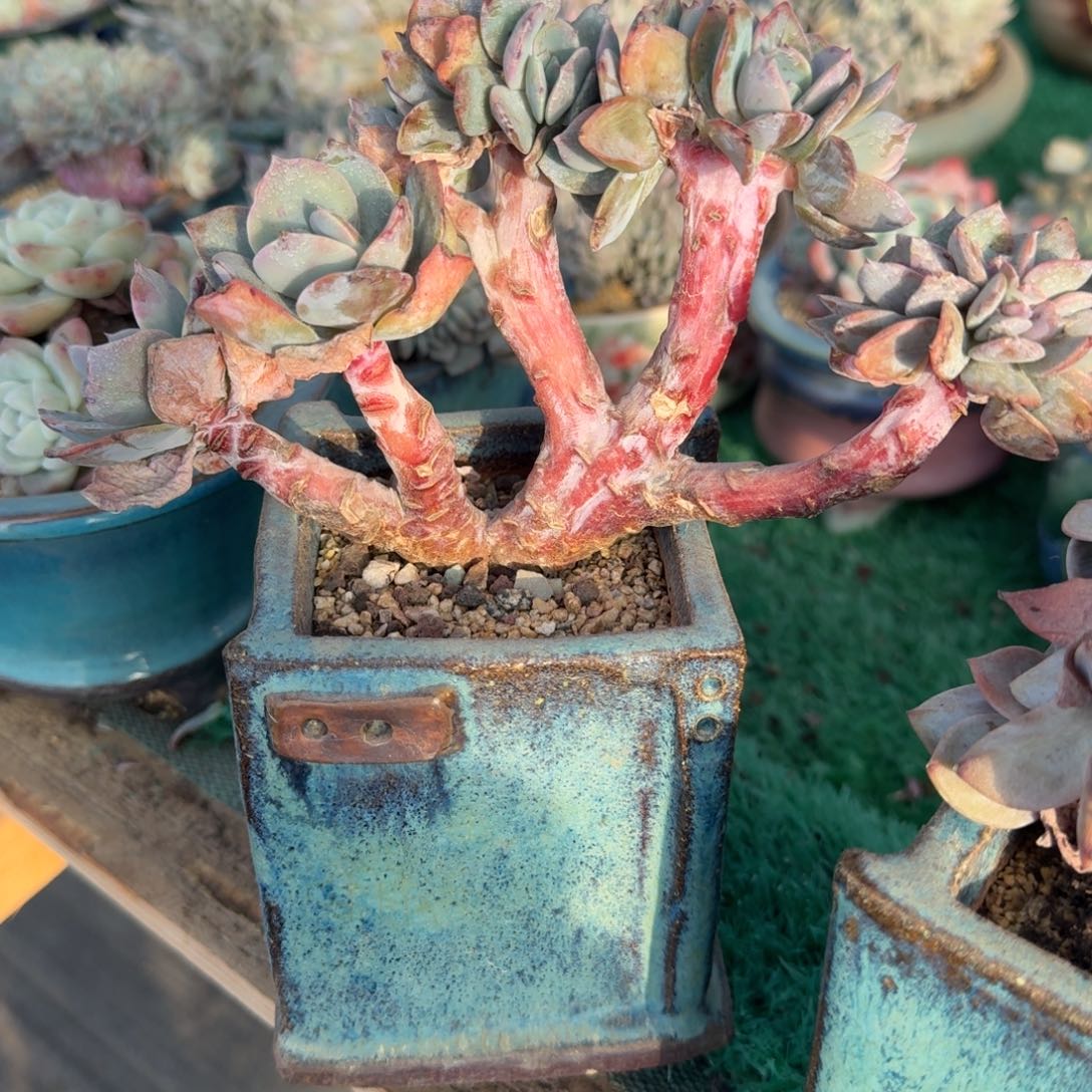 白凤缀化多肉树缀