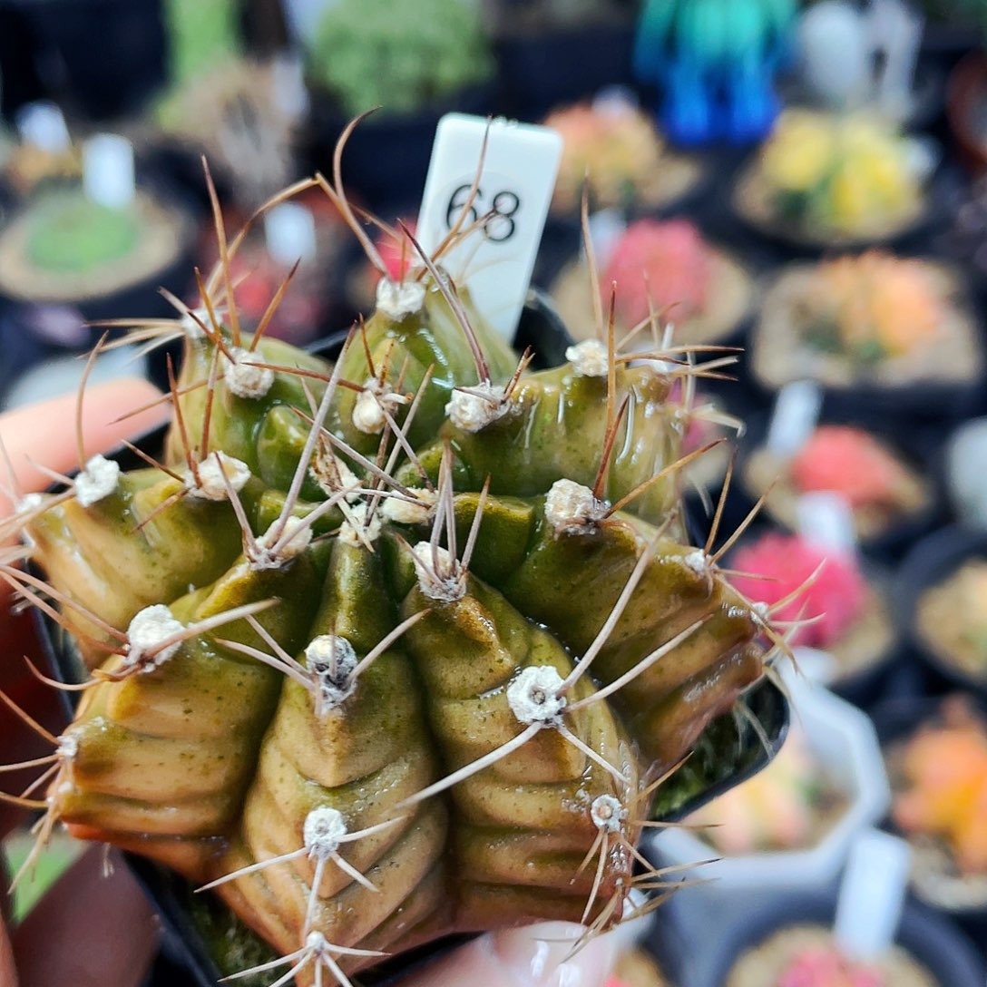 非偏远地区满25包邮仙人球