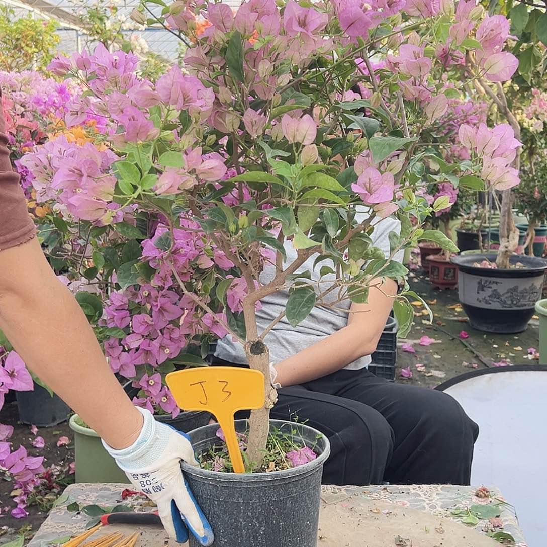 是***啊大部分花苞少量开放J3
