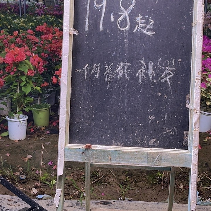 完全开放三角梅橙粉公主