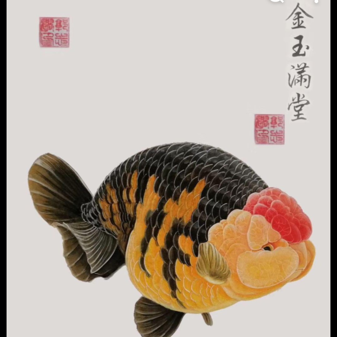 【多美多金鱼】，五花颜色，大头留。