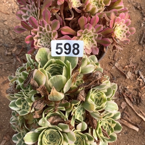 红铜白迈巴赫法师598