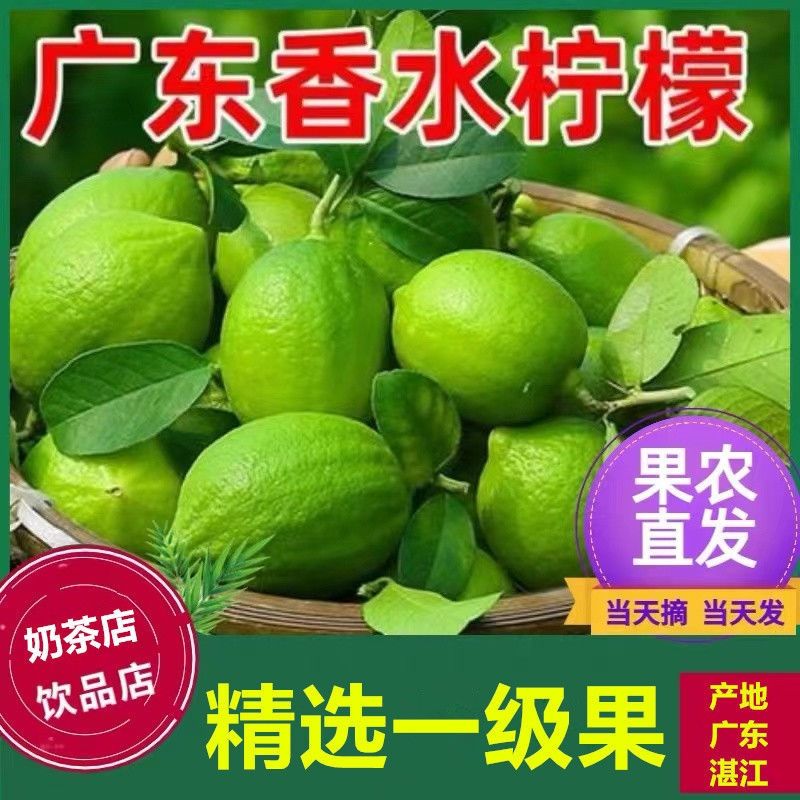 广东香水柠檬新鲜无籽青柠水果奶茶店专用多汁批发