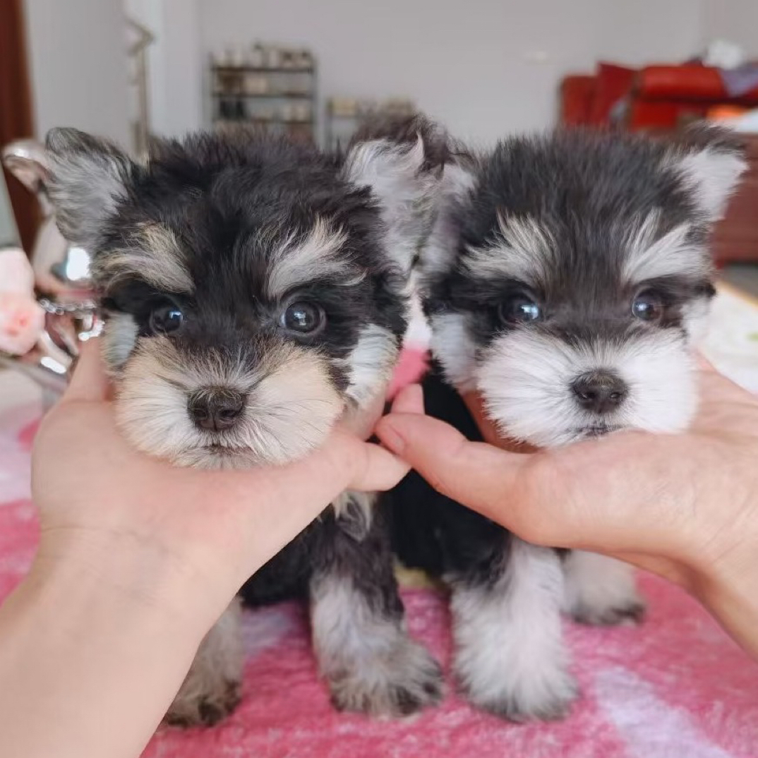 精品萌宠携雪拉瑞宝宝到店