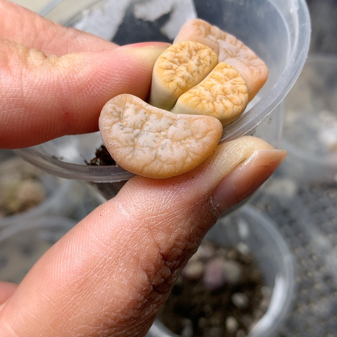 G280多肉植物保护研究所