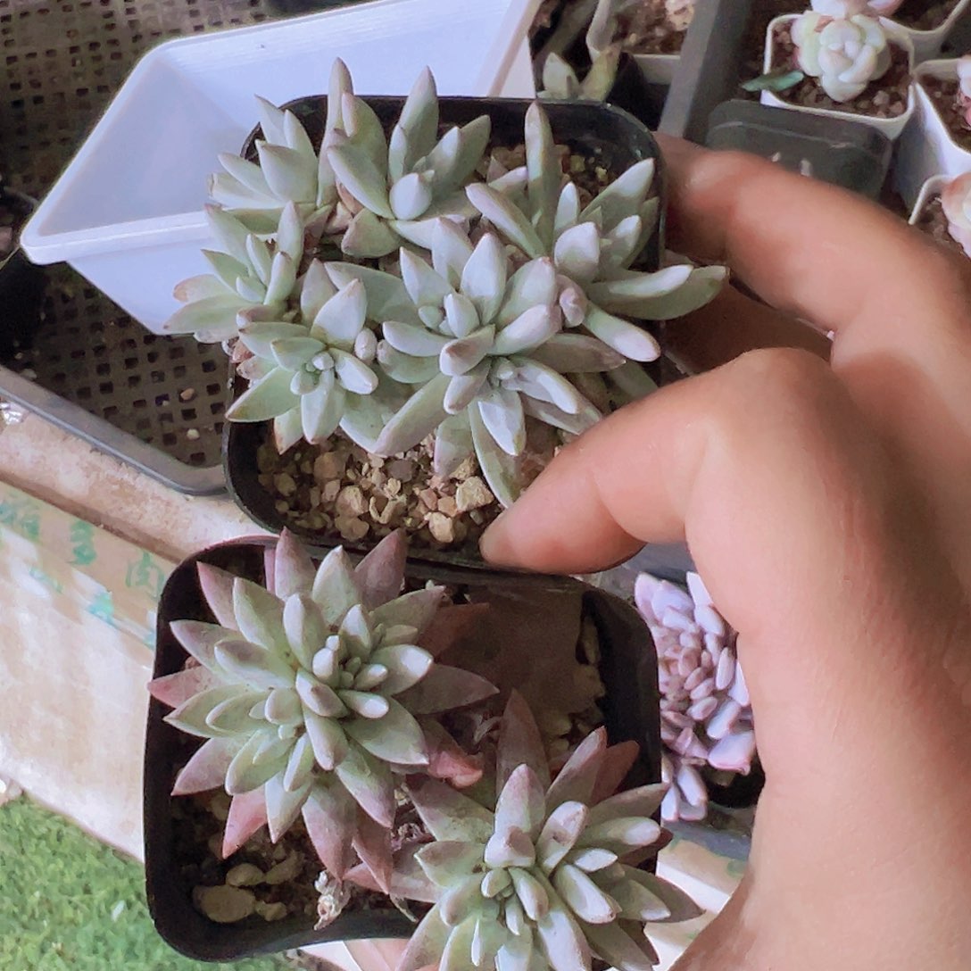 白菊2盆19包邮多肉