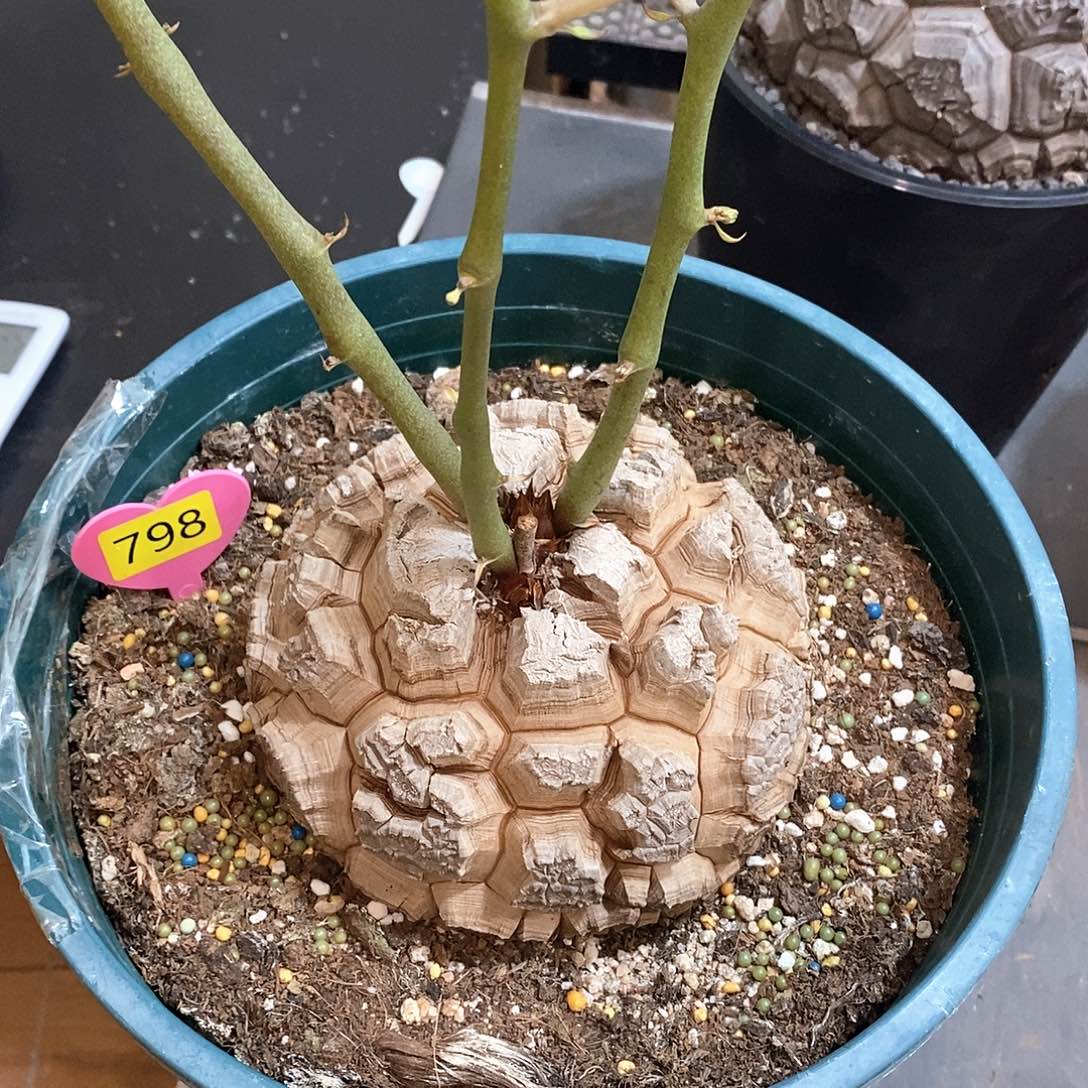 南非龟甲龙龟甲龙