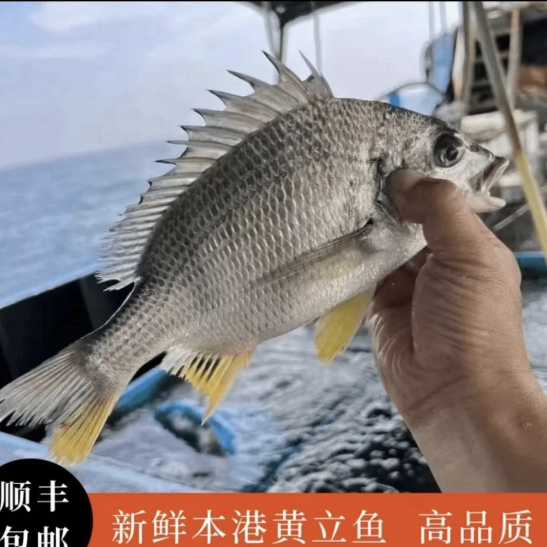 纯天然野生黄脚立南海捕捞顺丰京东冷链发货