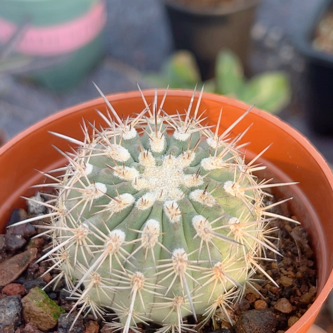 实生 伊须罗玉仙人球