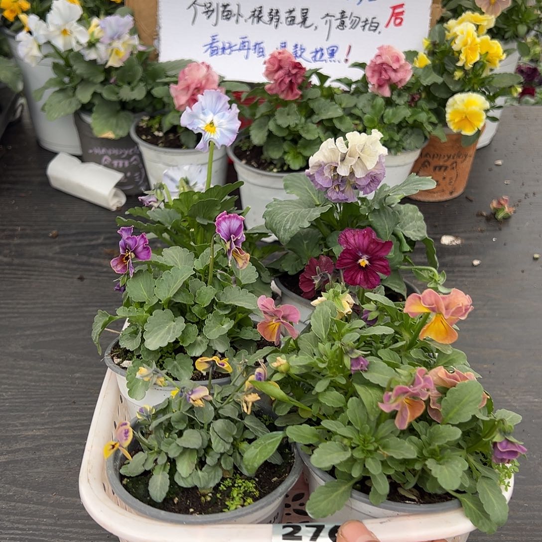 大部分花苞少量开放276号