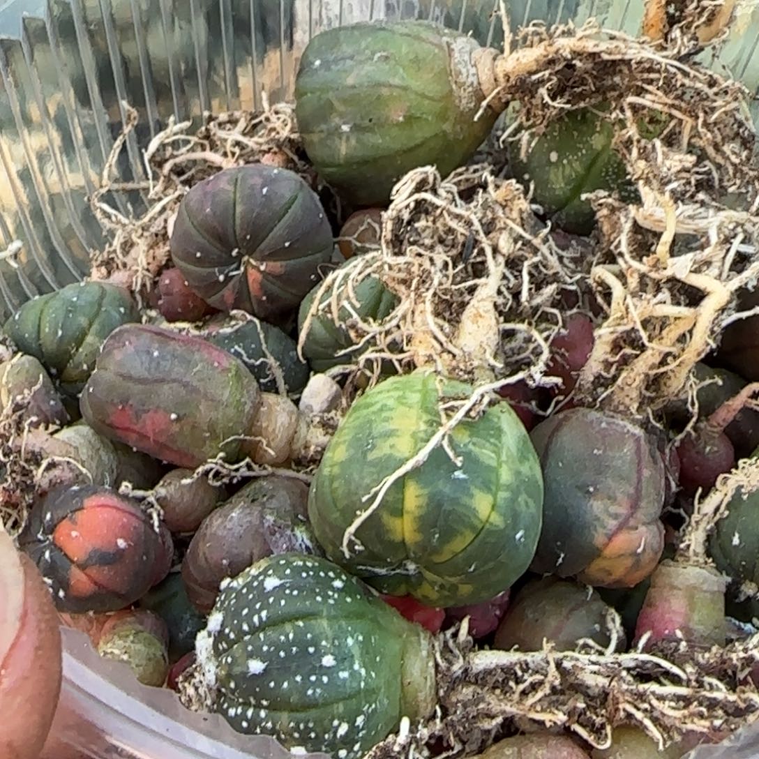 无花朵一堆实生兜锦100