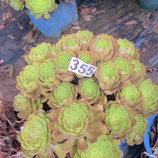 心***开多肉植物一个红魔