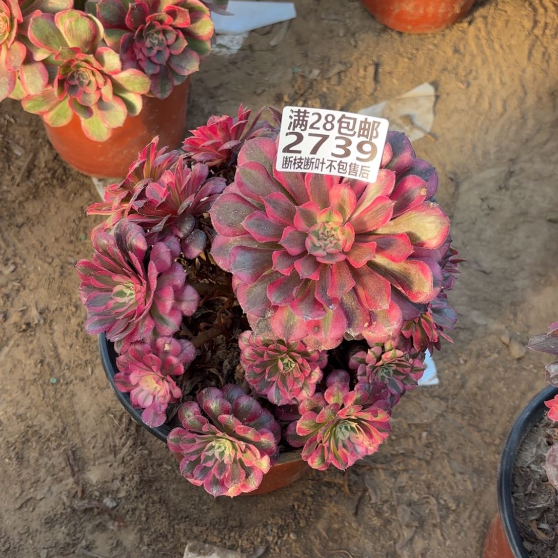 M. 2739红铜白多肉12233