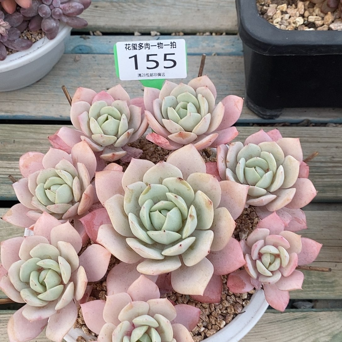 花玺多肉植物0155