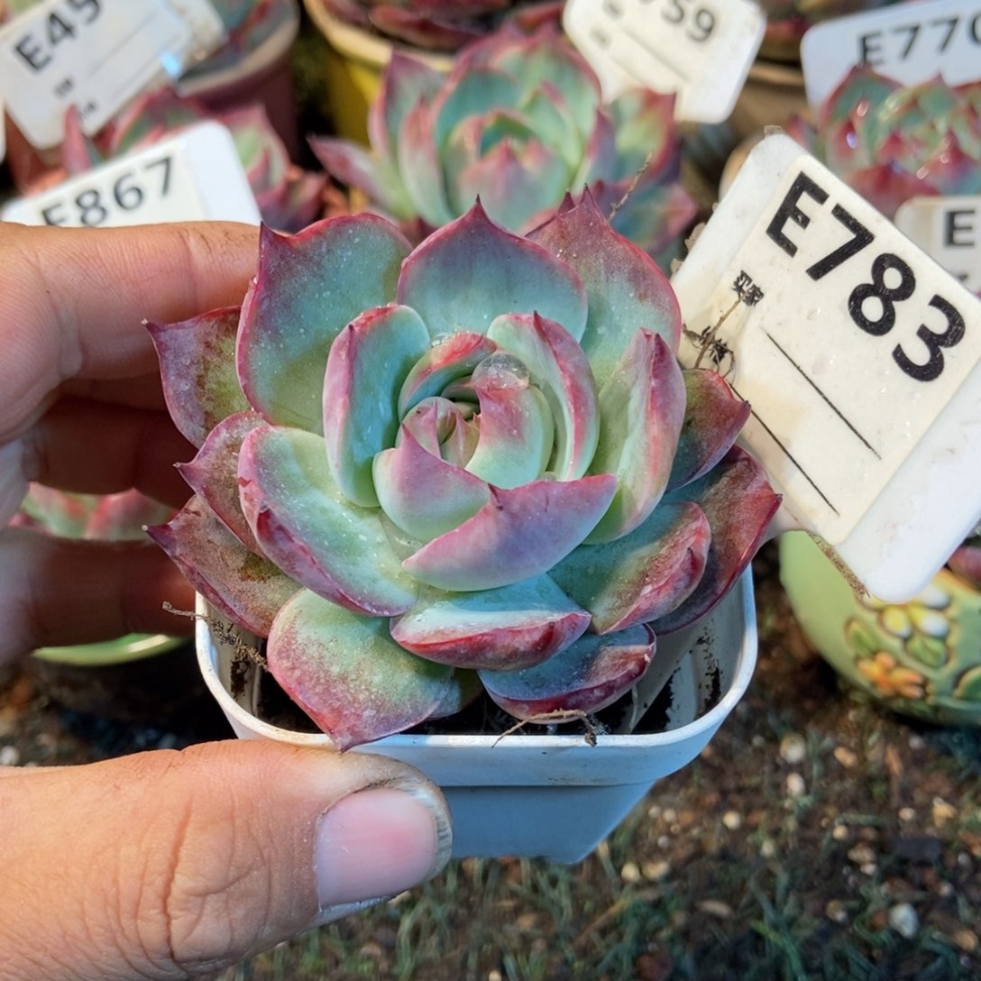 惊鸿一瞥783号多肉