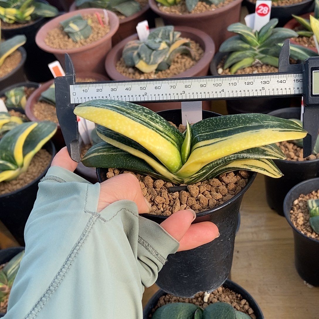 900卧牛实生锦带盆发货