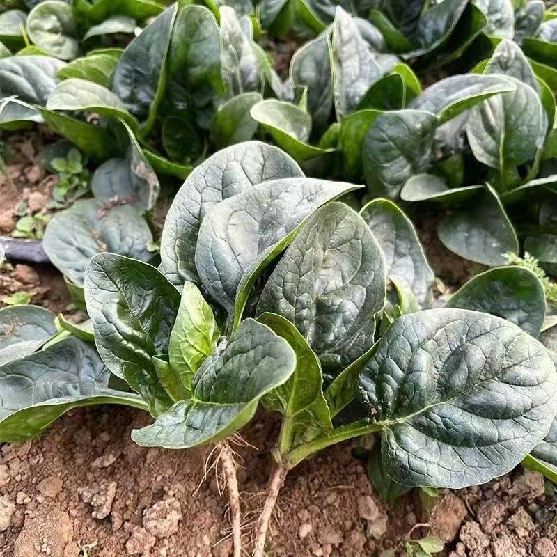 河南趴地菠菜露天自种矮杆红根霜降趴地菠菜新鲜现挖