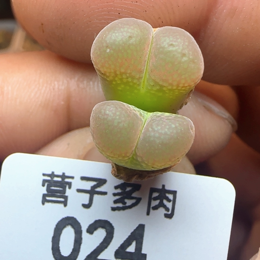 红宝石。    ^_^福利。          