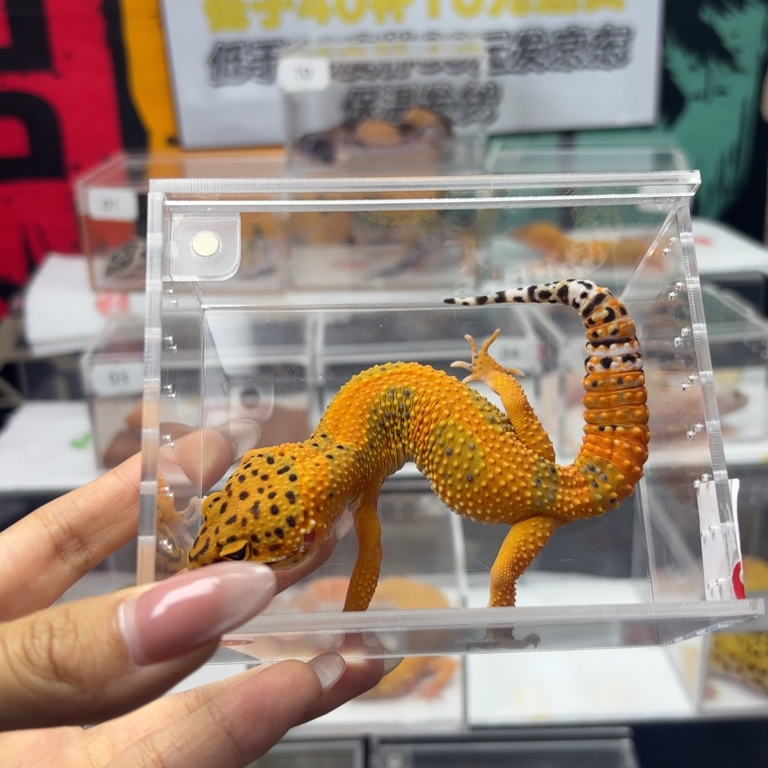 豹纹守宫翡翠 妹妹 V013