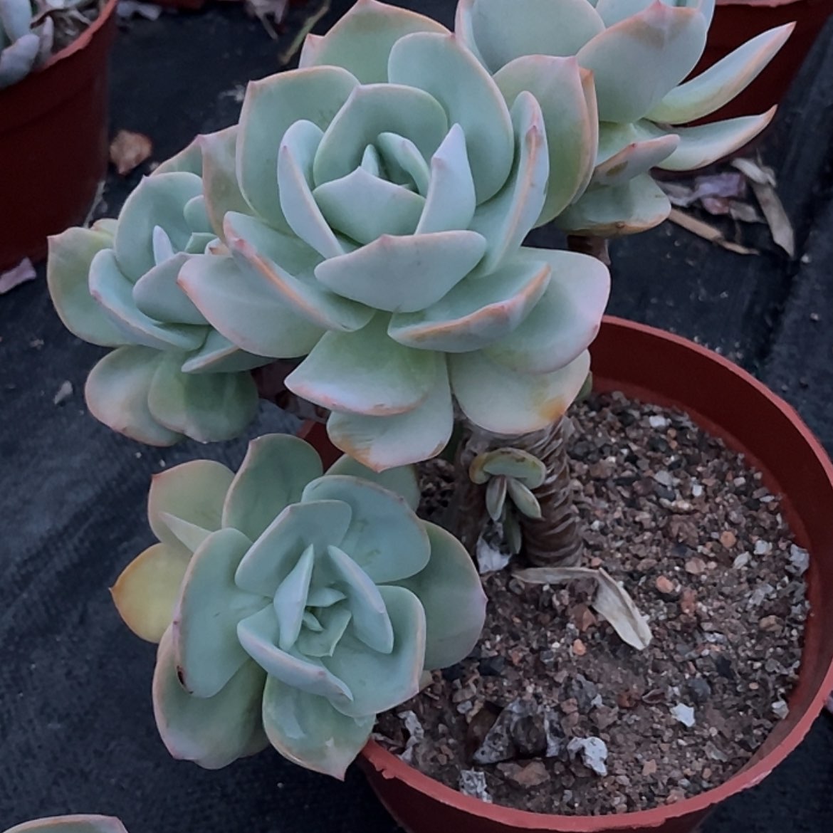 【闪购商品】无花朵蓉*