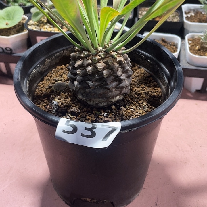 一***࿐537大铁甲丸菠萝球，