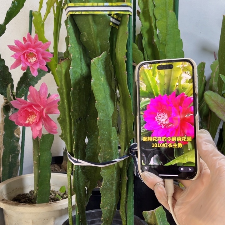 当前无花栽培后可以开花833