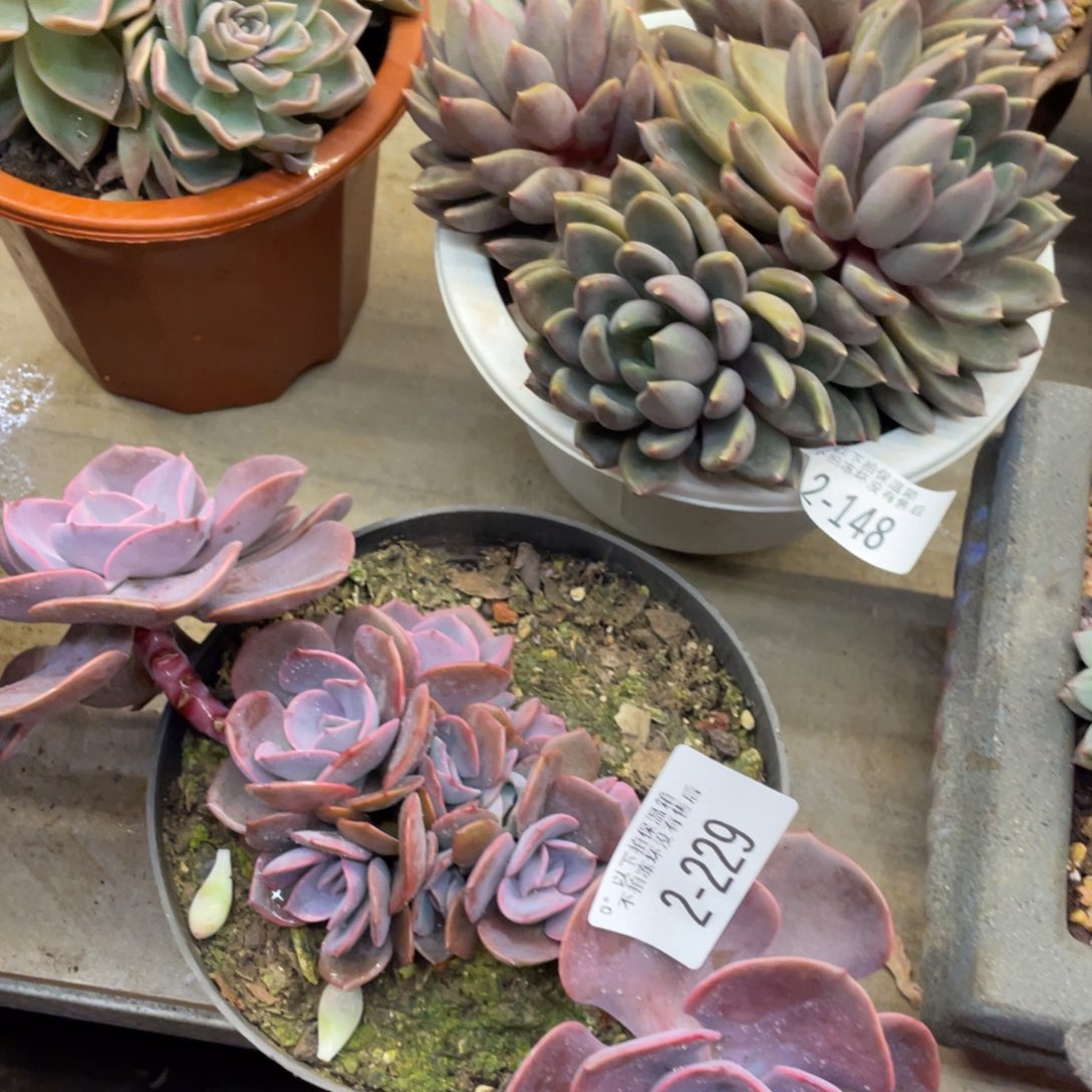 黑大帅多肉2.226尘埃