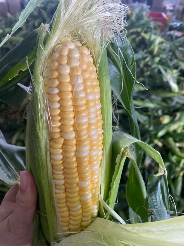 云南德宏甜脆金银玉米