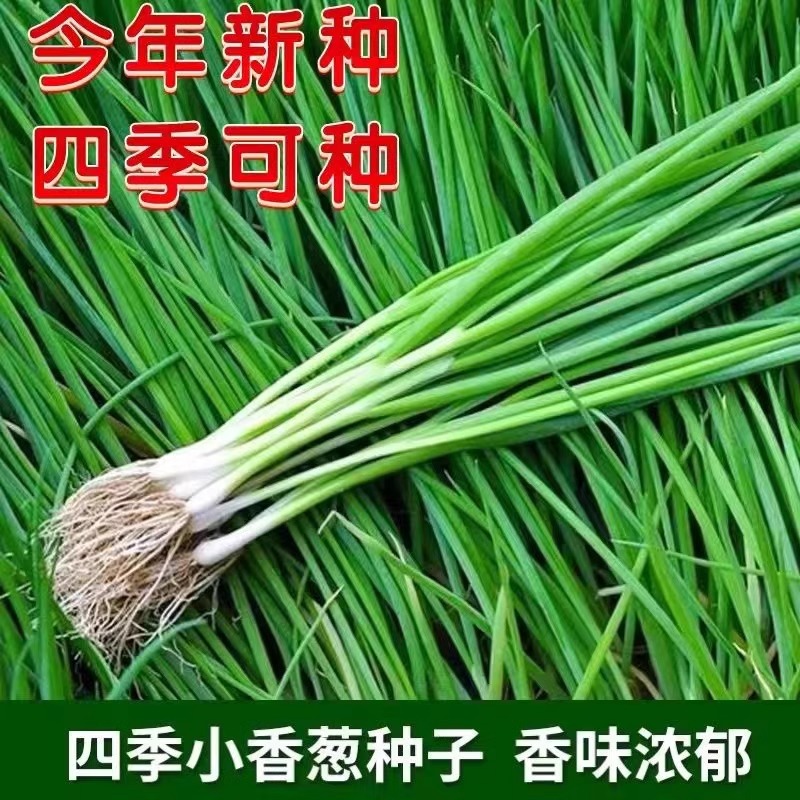 [全店5件包邮]四季小香葱盆栽葱头种苗阳台庭院种植火葱蔬菜种子
