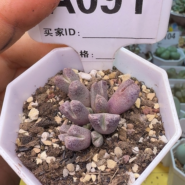 春***天091。满38包邮肉锥
