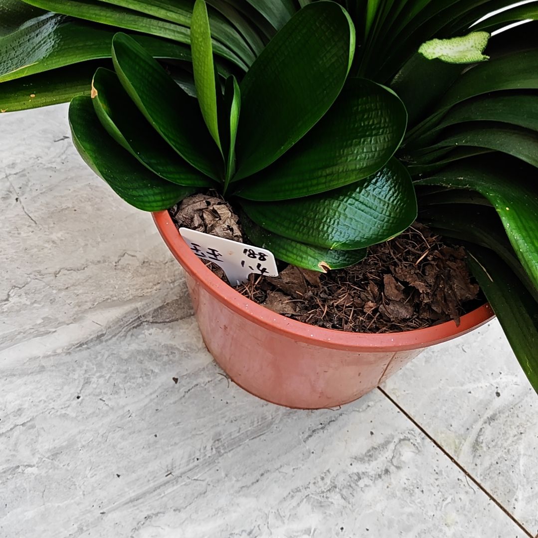 完全开放君子兰精品芽